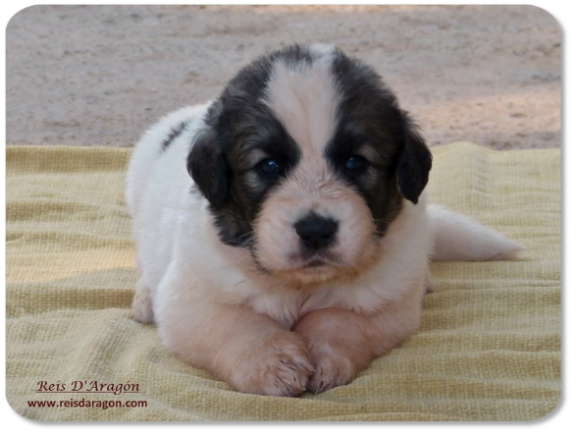 Pyrenean Mastiff puppy litter "K" from Reis D'Aragón