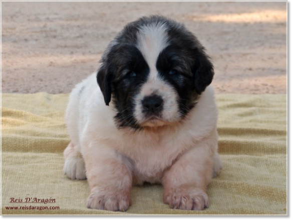 Puppies Pyrenean Mastiff from Reis D'Aragón