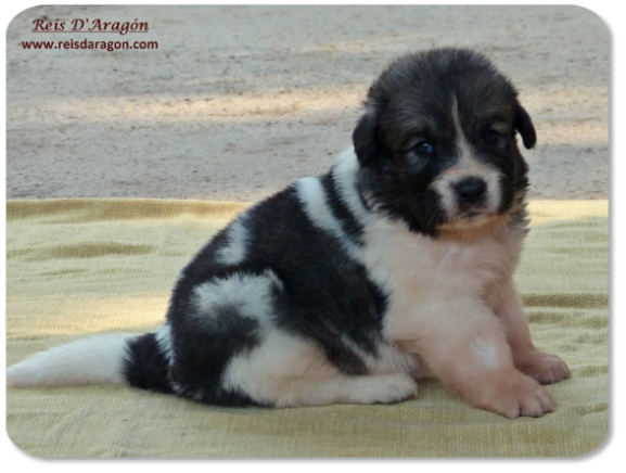 Pyrenean Mastiff puppy litter "K" from Reis D'Aragón