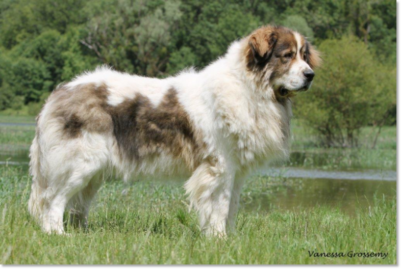 Pyrenean Mastiff Arbaniés de Reis D'Aragon