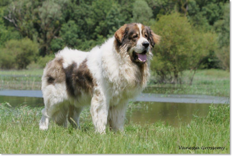 Pyrenean Mastiff Arbaniés de Reis D'Aragon