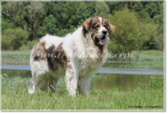 Pyrenean Mastiff Champion CH Arbaniés de Reis D'Aragón