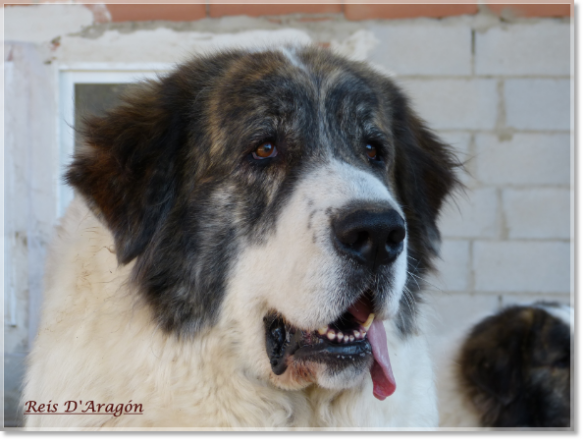 Pyrenean Mastiff Coral de Agua Grande