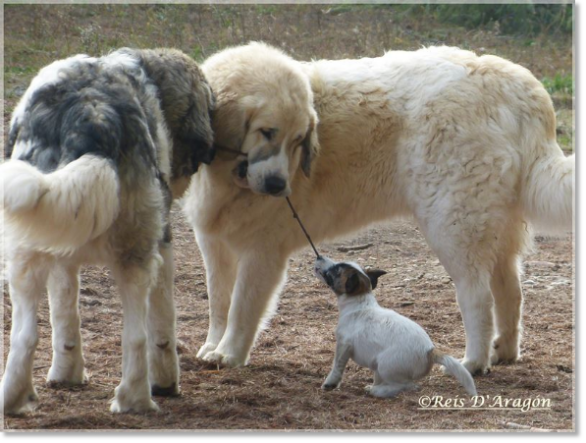 Pyrenean Mastiffs and Jack Russell Terrier