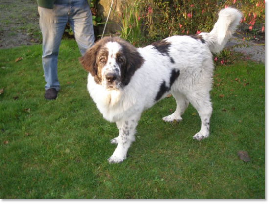 Testimonials of the families of our puppies Pyrenean Mastiff Testimonials of the families of our puppies Pyrenean Mastiff