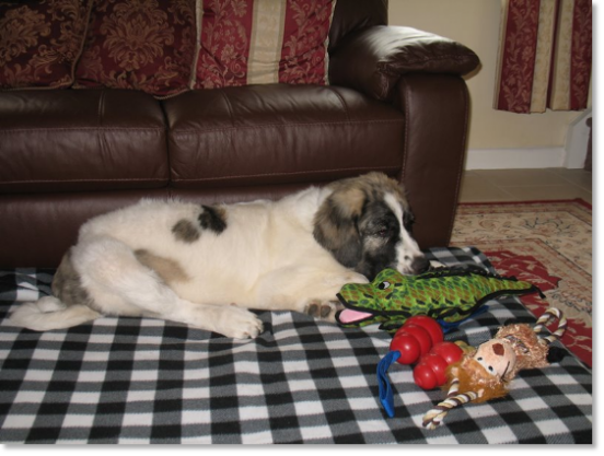 Testimonials of the families of our puppies Pyrenean Mastiff