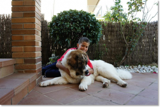 Testimonials of the families of our puppies Pyrenean Mastiff