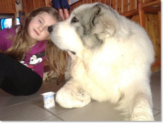 Testimonials of the families of our puppies Pyrenean Mastiff