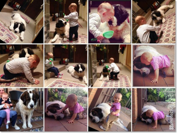 Testimonials of the families of our puppies Pyrenean Mastiff Testimonials of the families of our puppies Pyrenean Mastiff