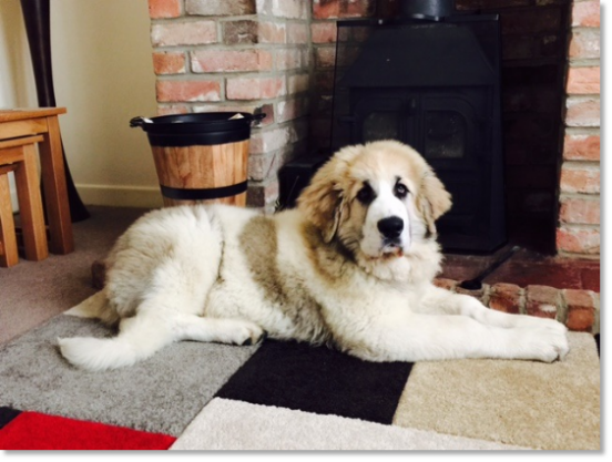 Testimonials of the families of our puppies Pyrenean Mastiff