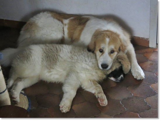 Testimonials of the families of our puppies Pyrenean Mastiff