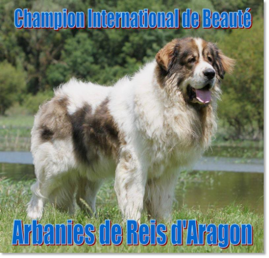 Testimonials of the families of our puppies Pyrenean Mastiff