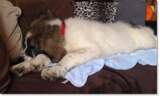 Testimonials of the families of our puppies Pyrenean Mastiff