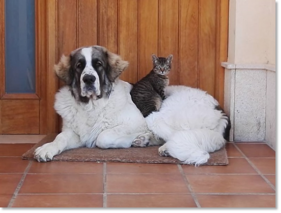 Testimonials of the families of our puppies Pyrenean Mastiff