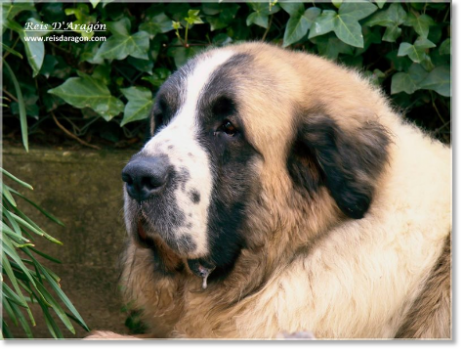 Pyrenean Mastiff: Father of the puppies