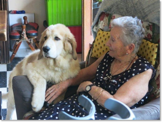 Testimonials of the families of our puppies Pyrenean Mastiff