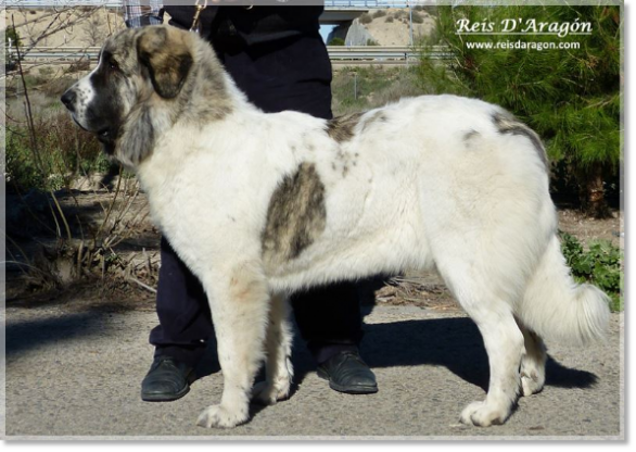 Pyrenean Mastiff: Mother of the puppies CHJ Ibieca de Reis D'Aragón