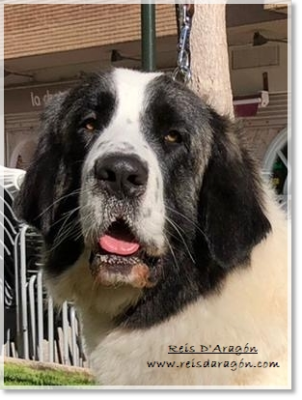 Pyrenean Mastiff Quicena de Reis D'Aragón