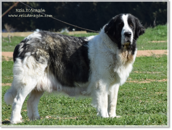 Pyrenean Mastiff female Quicena de Reis D'Aragón