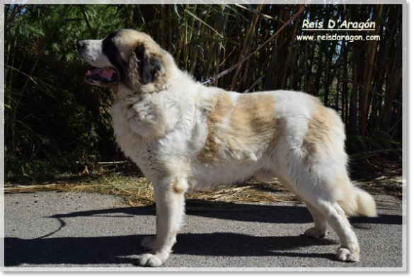 Pyrenean Mastiff Olson de Reis D'Aragón. 3 years Pyrenean Mastiff Olson de Reis D'Aragón
