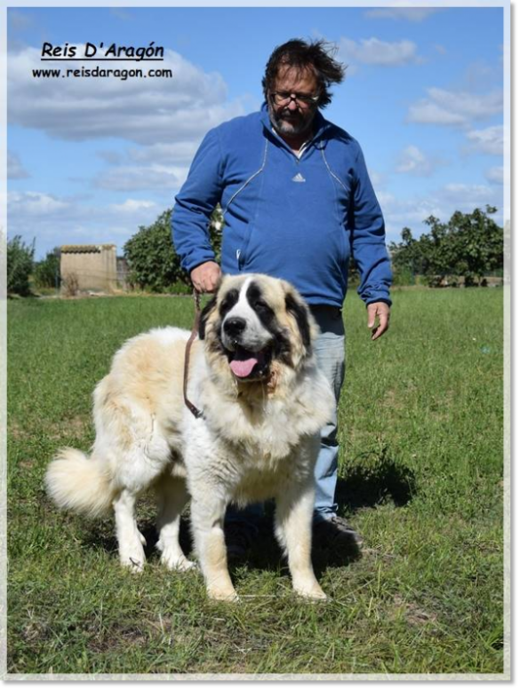 Pyrenean Mastiff Olson de Reis D'Aragón. 3 years Pyrenean Mastiff Olson de Reis D'Aragón