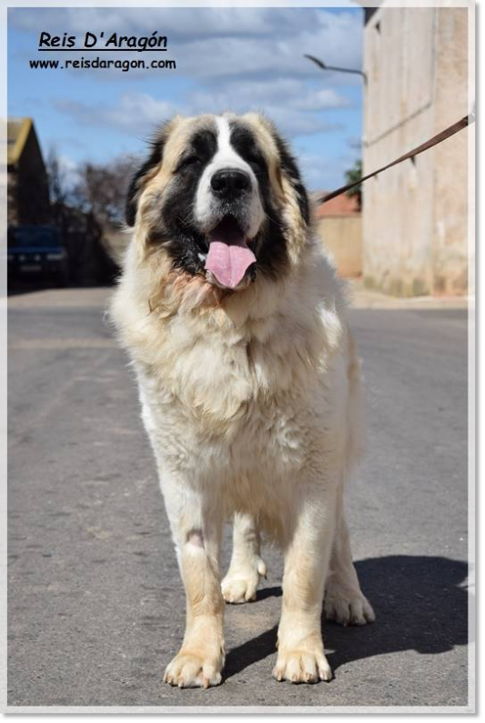 Pyrenean Mastiff Olson de Reis D'Aragón. 3 years