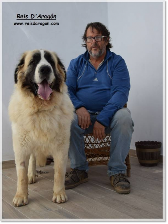 Pyrenean Mastiff Olson de Reis D'Aragón