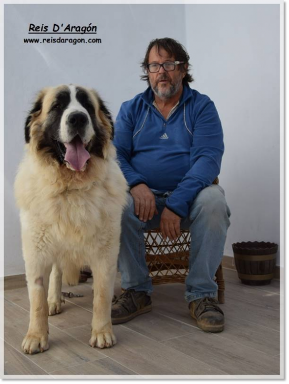 Pyrenean Mastiff Olson de Reis D'Aragón. 3 years Pyrenean Mastiff Olson de Reis D'Aragón