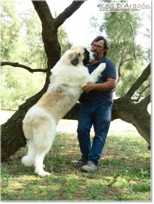 Pyrenean Mastiff Wonder Boy de Font Roja