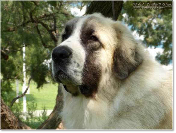 Pyrenean Mastiff Wonder Boy de Font Roja