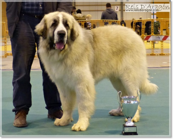 Wonder Boy de Font Roja Champion of Aragón 2017