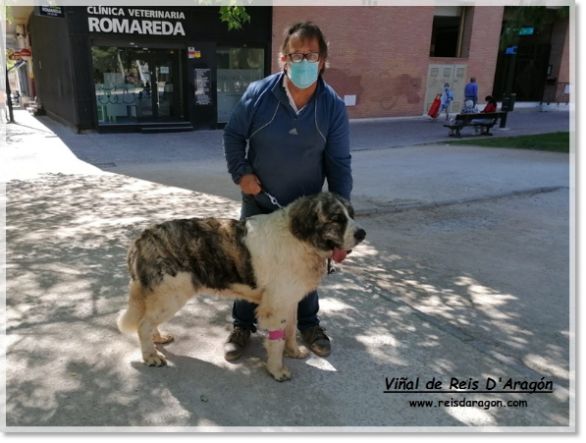 Pyrenean Mastiff Viñal de Reis D'Aragón