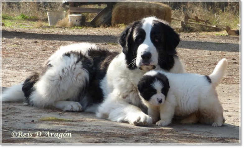Pyrenean Mastiff Giuditta with her puppy
