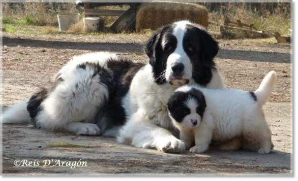 Pyrenean Mastiff Giuditta with her puppy Frula