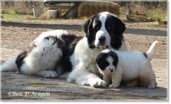 Pyrenean Mastiff Giuditta with her puppy Frula Pyrenean Mastiff Giuditta with her puppy Frula