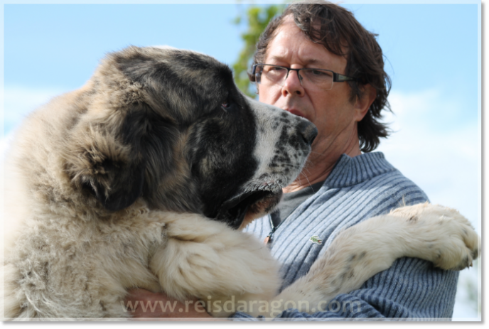Reis D'Aragon Pyrenean Mastiffs breeder in Spain