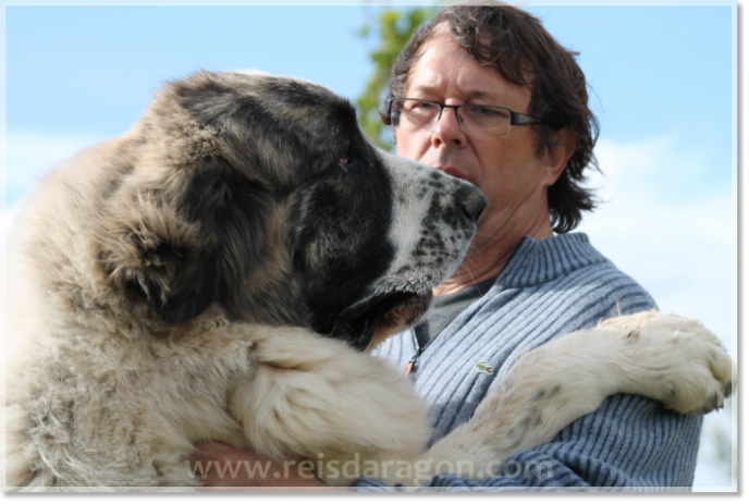 Reis D'Aragon Pyrenean Mastiffs breeder in Spain Reis D'Aragon Pyrenean Mastiffs breeder in Spain