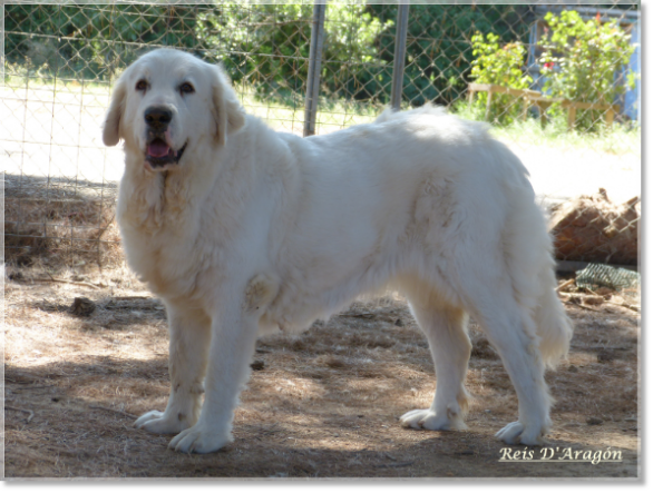 Pyrenean Mastiff female Banastas de Reis D'Aragón