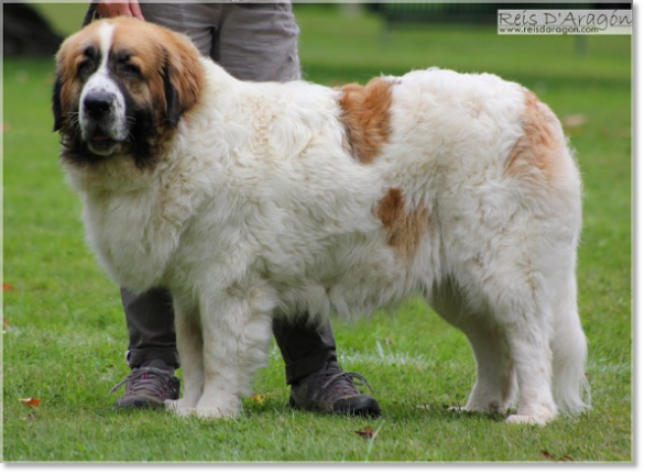 Ch Gesera de Reis D'Aragón, Champion of France