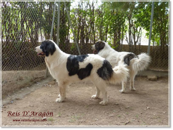 Reis D'Aragón Pyrenean Mastiffs Reis D'Aragón Pyrenean Mastiffs
