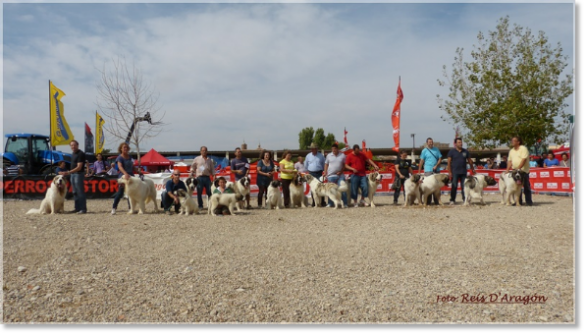 SPECIALTY PYRENEAN MASTIFF CONTEST. SARIÑENA (HUESCA)