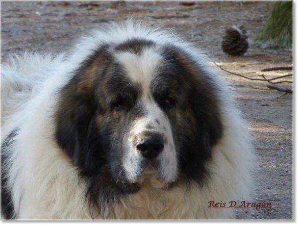 Pyrenean Mastiff male Zacarías Do Tarreo Grande