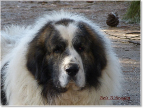 Father of the puppies Pyrenean Mastiff
