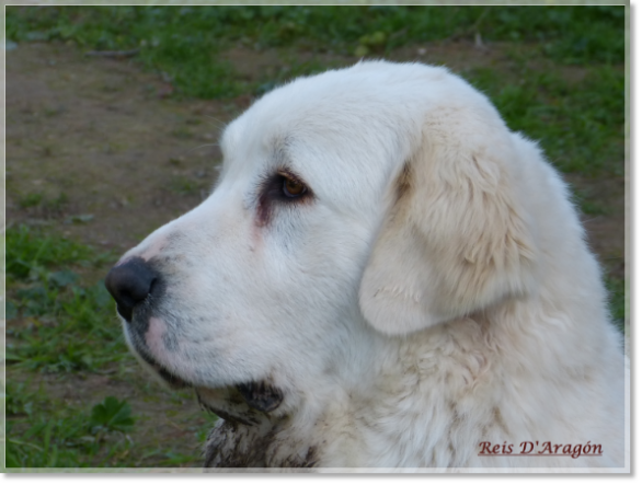 Pyrenean Mastiff: Litter E mother