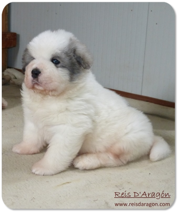 Pyrenean Mastiff puppy litter "E" from Reis D'Aragón