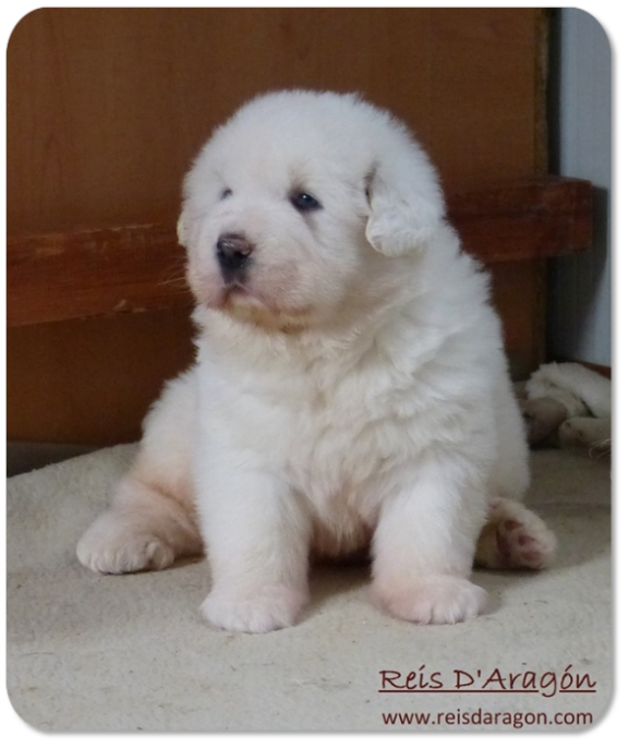 Pyrenean Mastiff puppy litter "E" from Reis D'Aragón