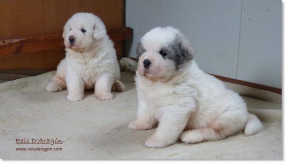 Puppies Pyrenean Mastiff from Reis D'Aragón