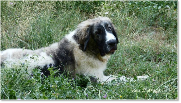 Pyrenean Mastiff puppy Donna Divina de la Cabaña de Otaula