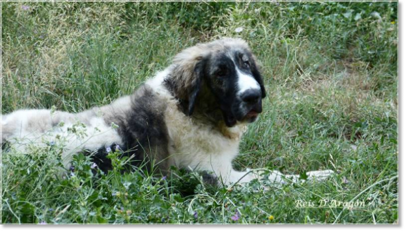 Pyrenean Mastiff puppy Donna Divina de la Cabaña de Otaula Pyrenean Mastiff puppy Donna Divina de la Cabaña de Otaula