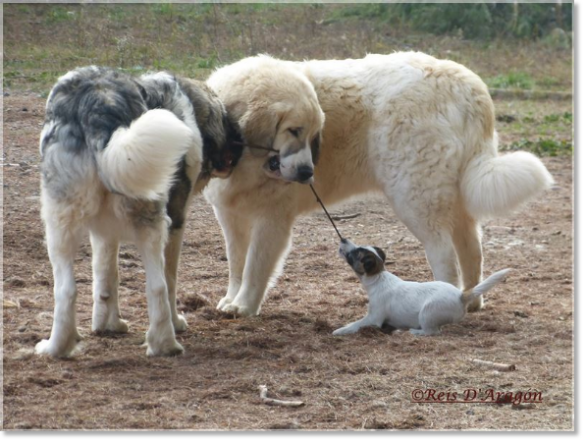 Pyrenean Mastiffs and Jack Russell Terrier